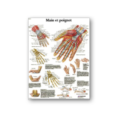 Planche d'anatomie : mains, bras…