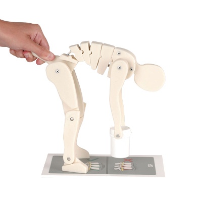 Figure de démonstration - lever correctement