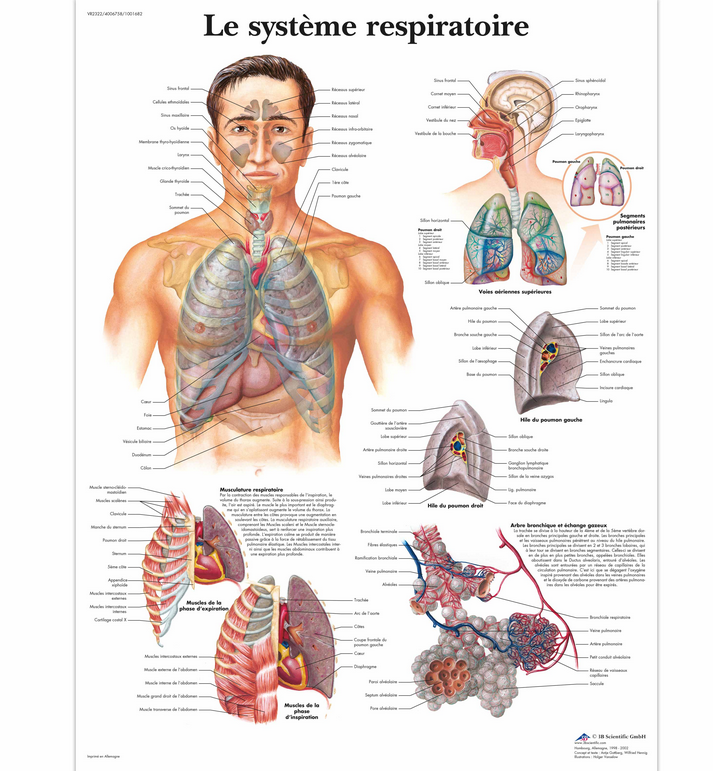 Planche anatomique - Système respiratoire