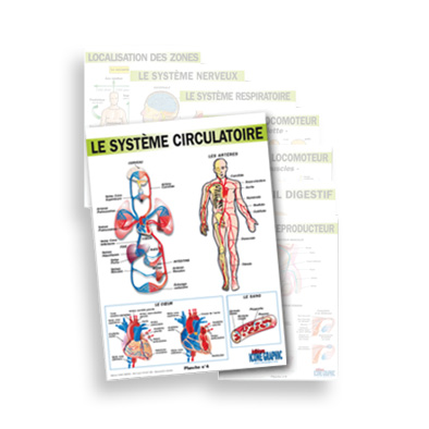 Lot de 8 planches anatomiques