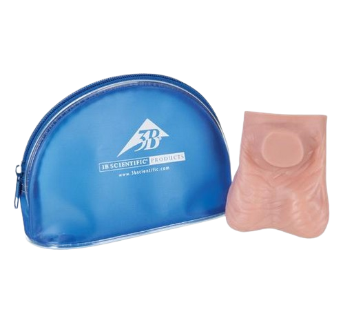 Modèle de palpation testiculaire en latex