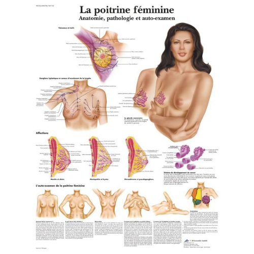 Planche anatomique 'La poitrine féminine'